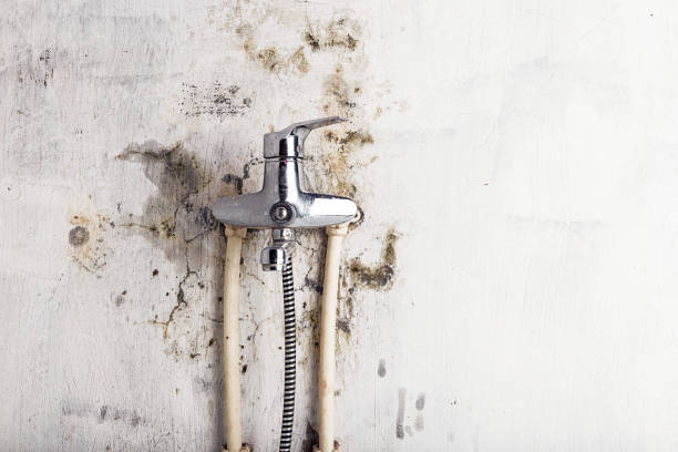 Mold Removal and Inspection in Elk Mound, WI