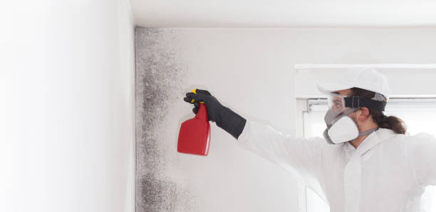 Best Attic Mold Removal  in Elk Mound, WI