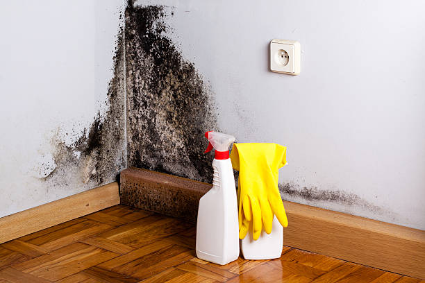 Best Commercial Mold Removal  in Elk Mound, WI